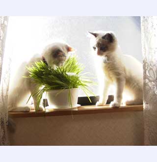 �����s��ʋ�
